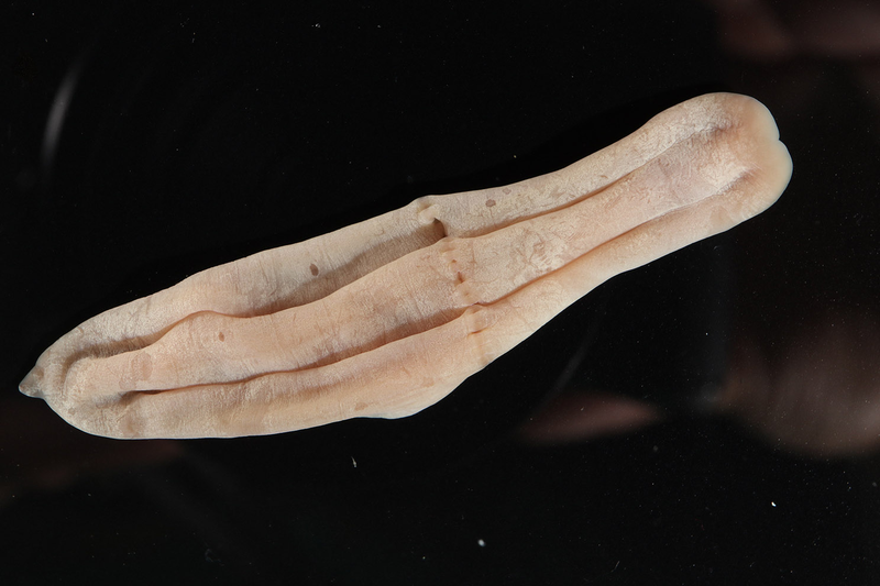 Xenoturbella, un misterioso animal que ha sido relacionado con los moluscos